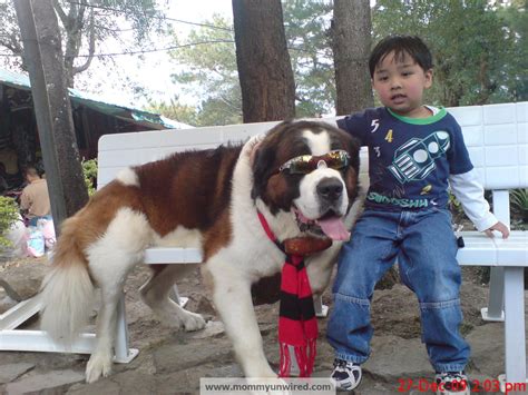 dog in baguio breed|Baguio City: There Is Something About This Dog and The Kids!.